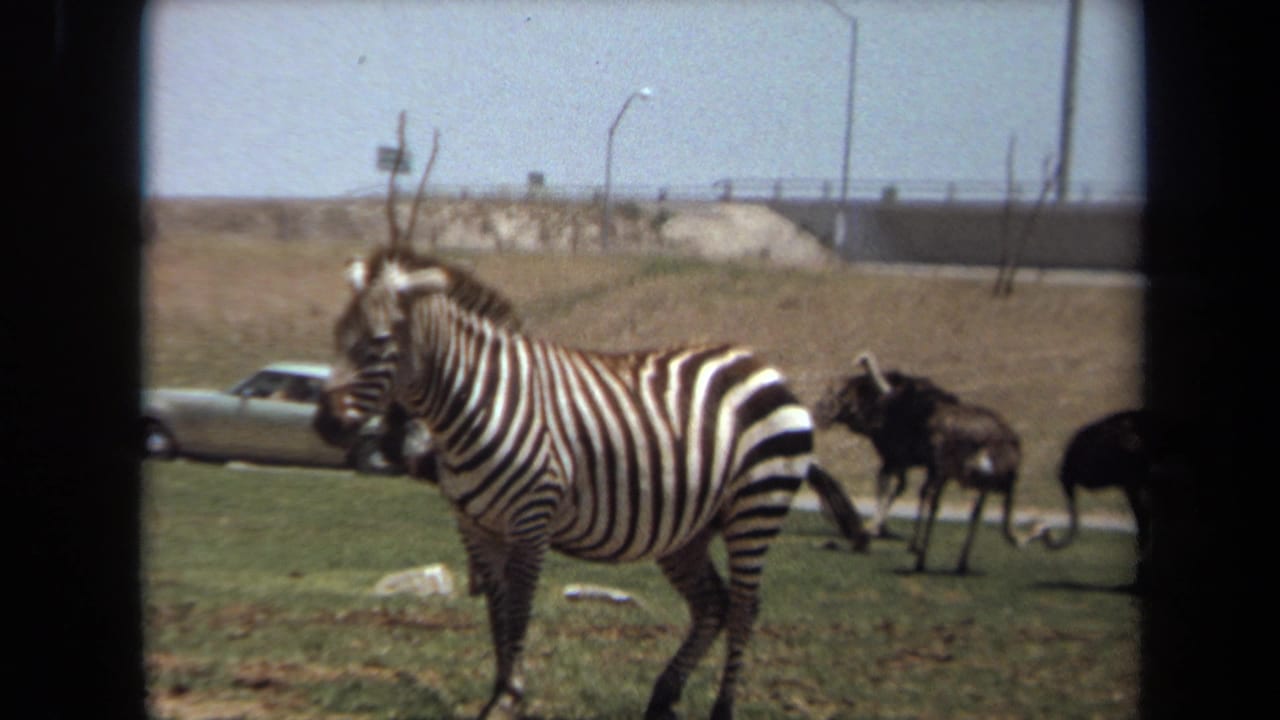 1971 Laguna Hills frame of a zebra near ostriches, with a car, road embankment, and bridge in the background.