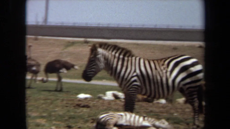 1971 Laguna Hills 8mm frame showing a zebra crossing the enclosure with an ostrich and rocks behind it.