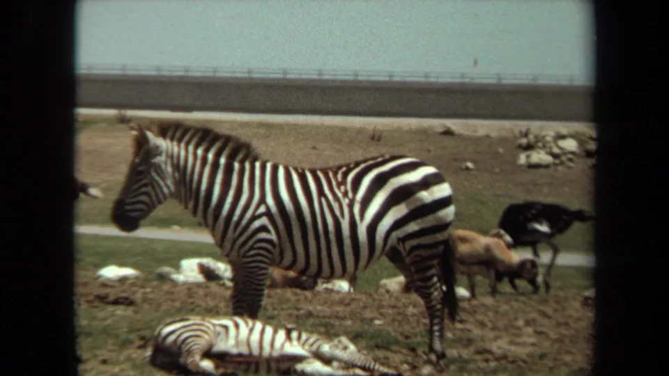 1971 Laguna Hills frame with a standing zebra, a resting striped animal, ostriches, rocks, and roadside backdrop.