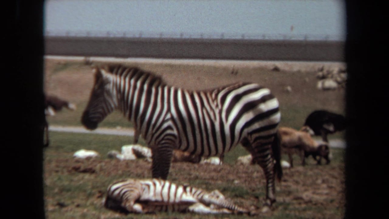 1971 Laguna Hills 8mm frame showing one zebra standing and another resting in a zoo-like enclosure.
