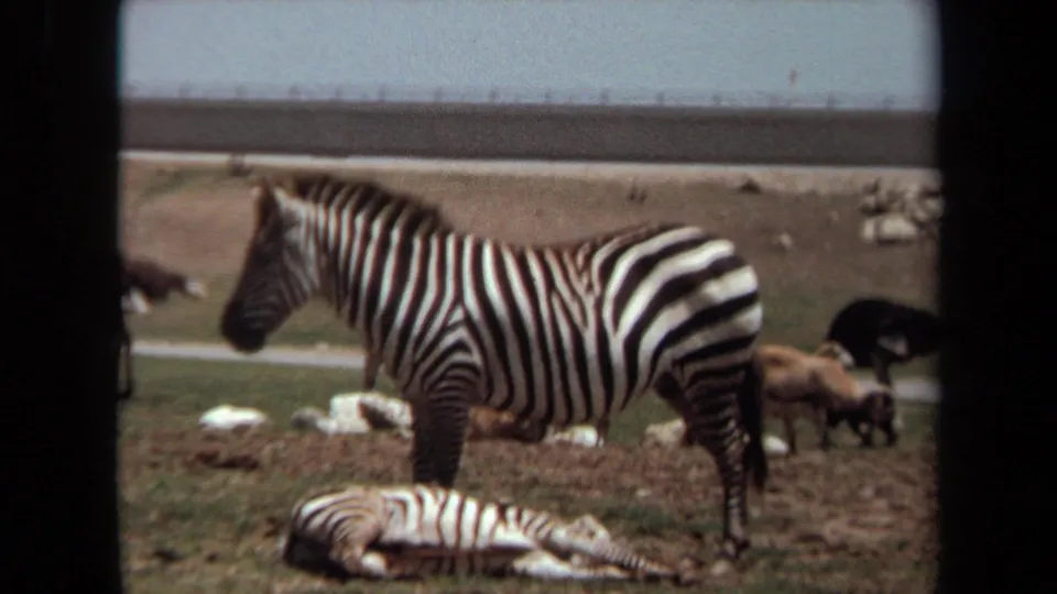 1971 Laguna Hills 8mm frame showing one zebra standing and another resting in a zoo-like enclosure.