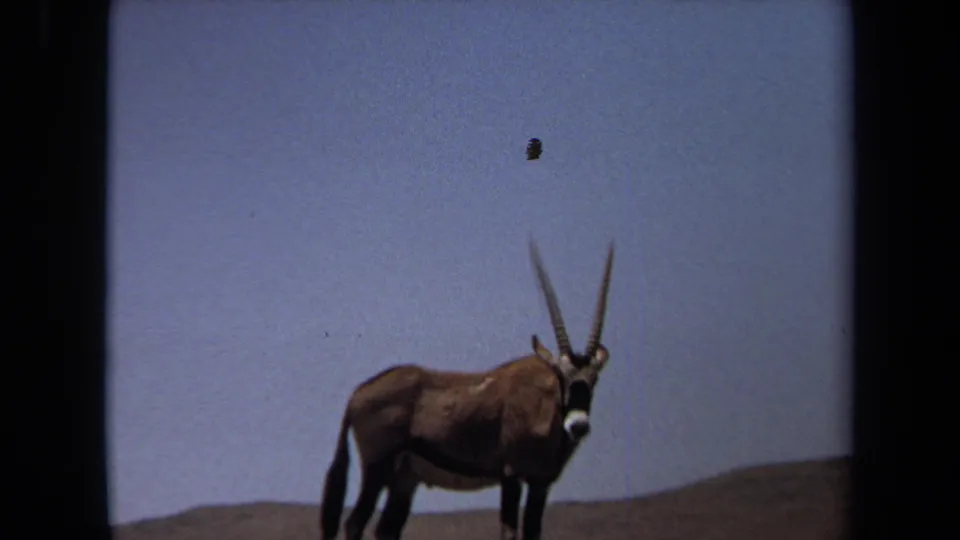 1971 Laguna Hills 8mm frame with an oryx-like antelope standing in a dry zoo habitat.