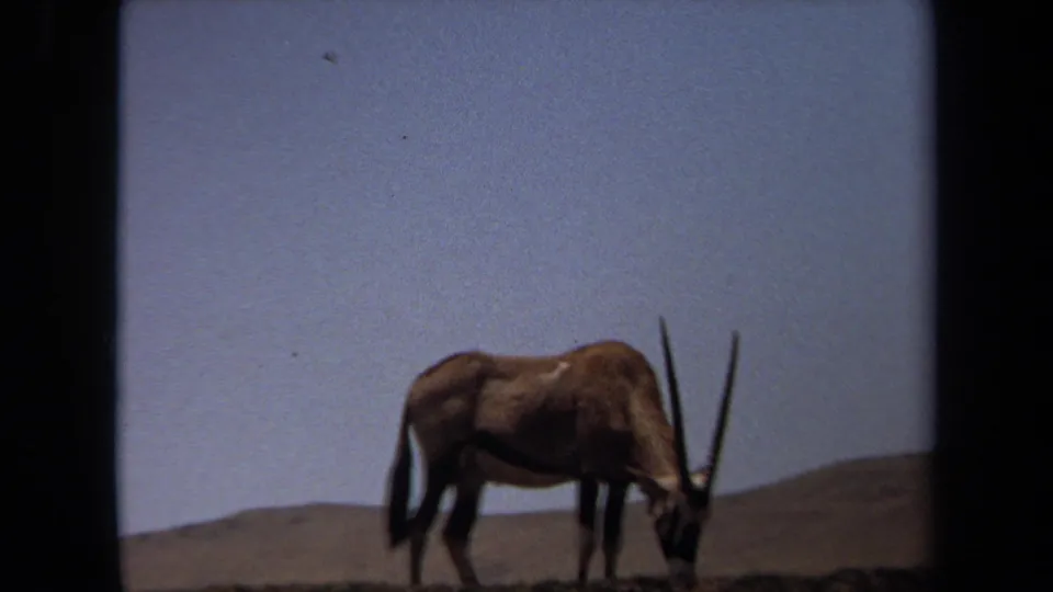 1971 Laguna Hills 8mm frame showing an oryx-like antelope with its head lowered in a dry enclosure.