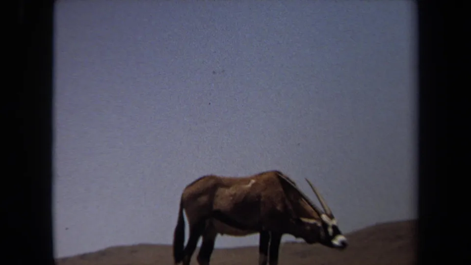 1971 Laguna Hills 8mm frame of an oryx-like antelope in profile within a dry zoo enclosure.