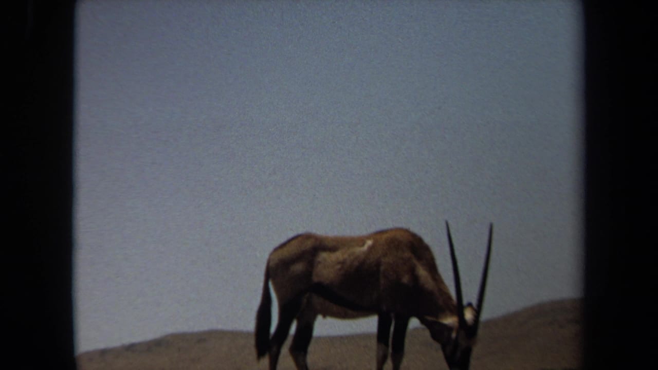 1971 8mm frame from Laguna Hills showing a gemsbok-like antelope grazing in a sparse, sunlit landscape.