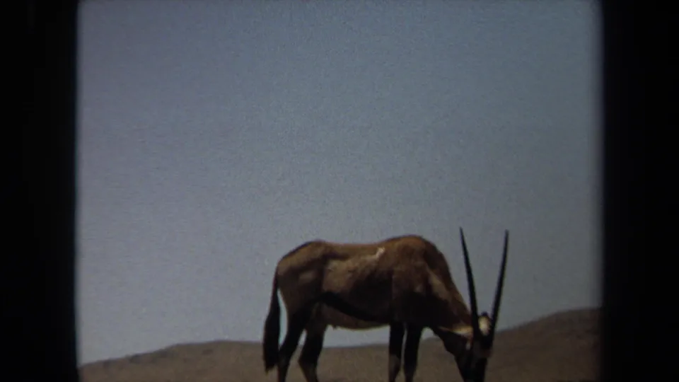 1971 8mm frame from Laguna Hills showing a gemsbok-like antelope grazing in a sparse, sunlit landscape.