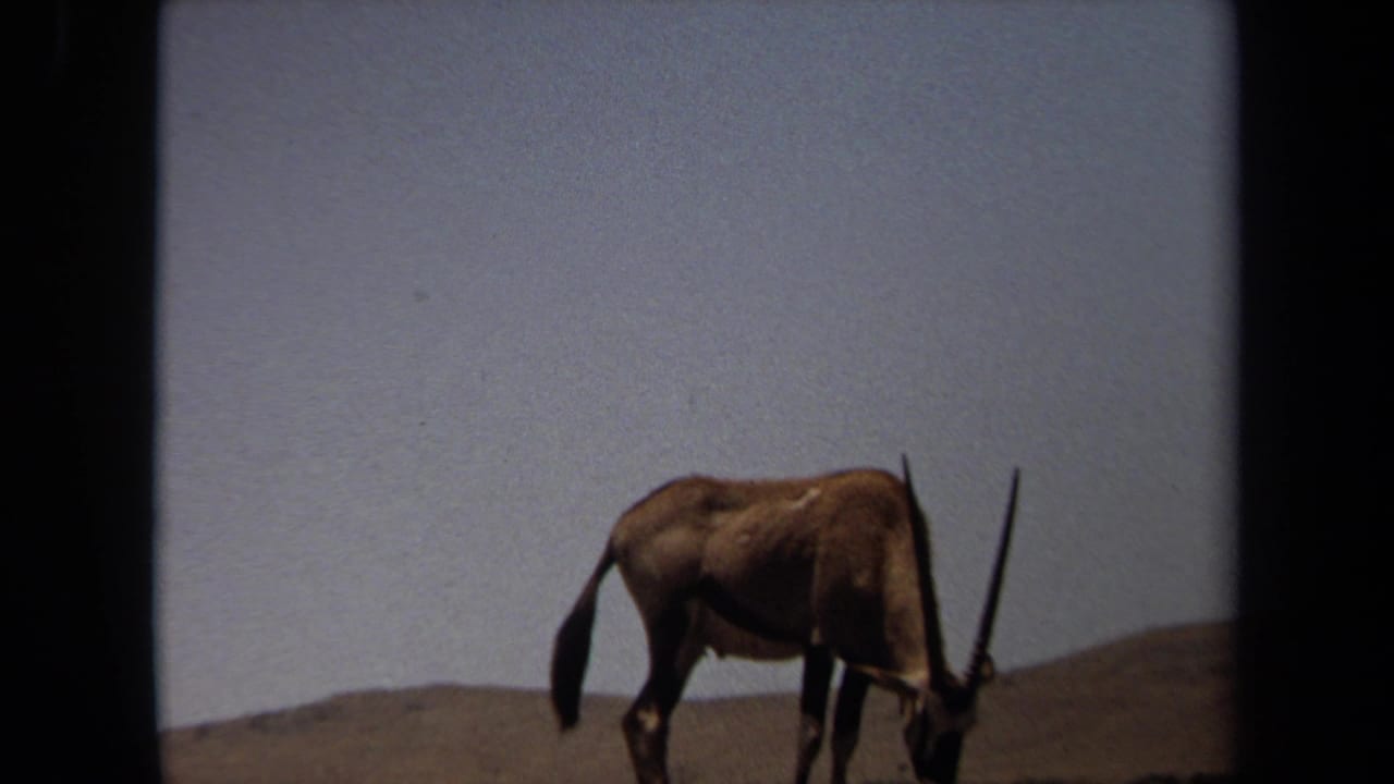 Horned antelope grazing near a low hill in a sparse landscape.
