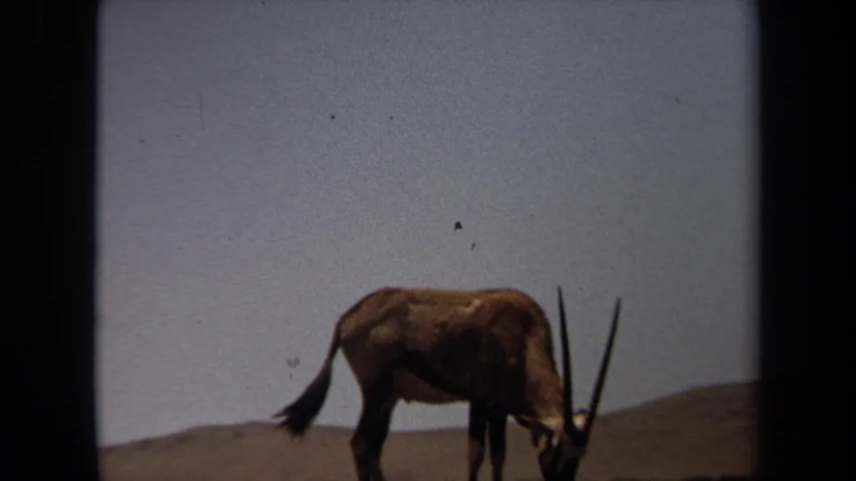 A soft 8mm 1971 Laguna Hills frame showing the antelope grazing with hills and empty sky behind it.