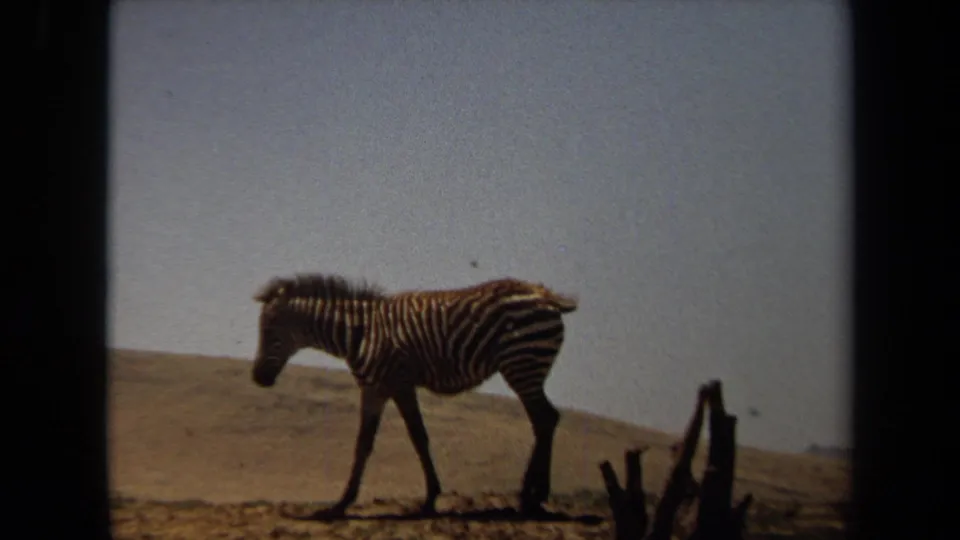 1971 8mm frame from Laguna Hills showing a zebra walking across sparse terrain with low hills in the background.