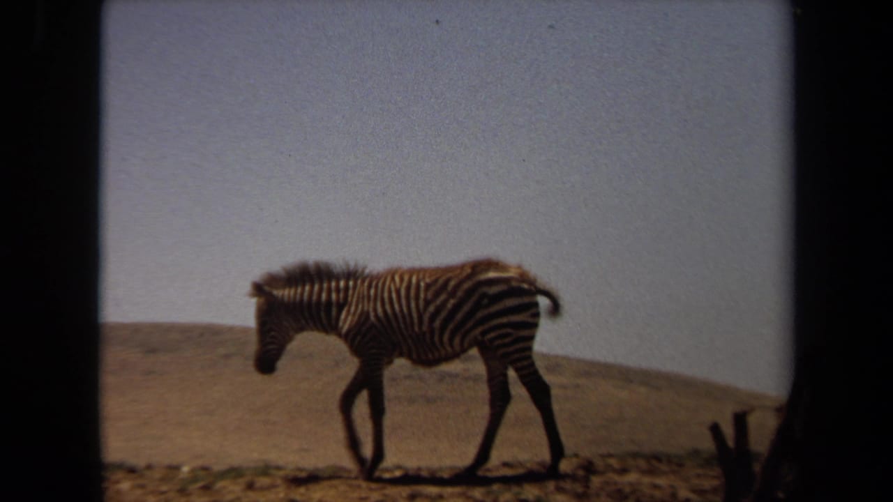 A zebra walks left across dry open terrain in Laguna Hills, California, in 1971 home-movie footage.