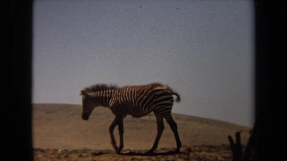 A zebra walks left across dry open terrain in Laguna Hills, California, in 1971 home-movie footage.