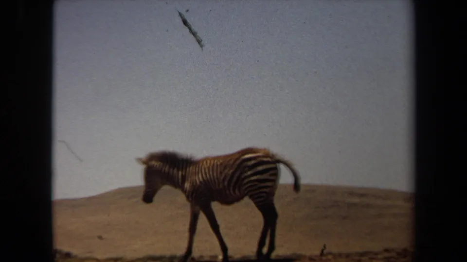 The zebra appears in profile on a dry, sloped field in the 1971 Laguna Hills home-movie scene.