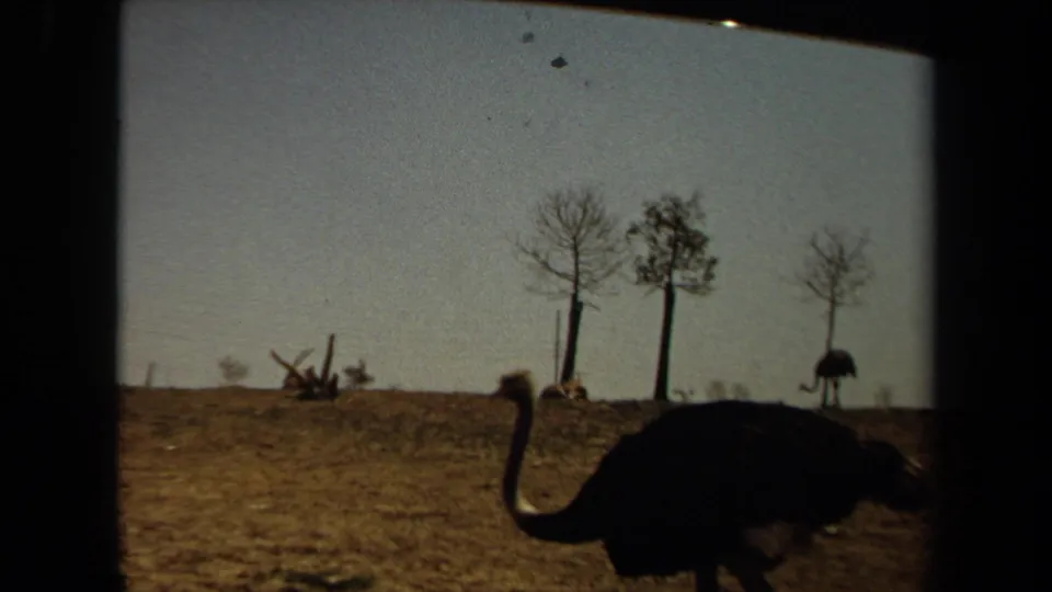 An ostrich moves through a dry open field with sparse trees visible in the 1971 Laguna Hills footage.