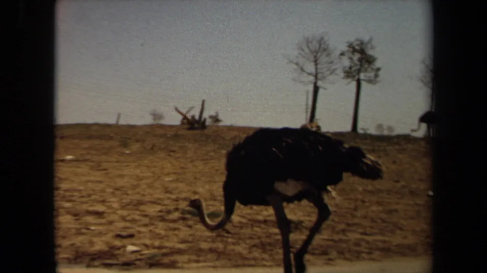 The ostrich is seen in profile crossing the arid Laguna Hills field, with trees and scattered brush in the background.