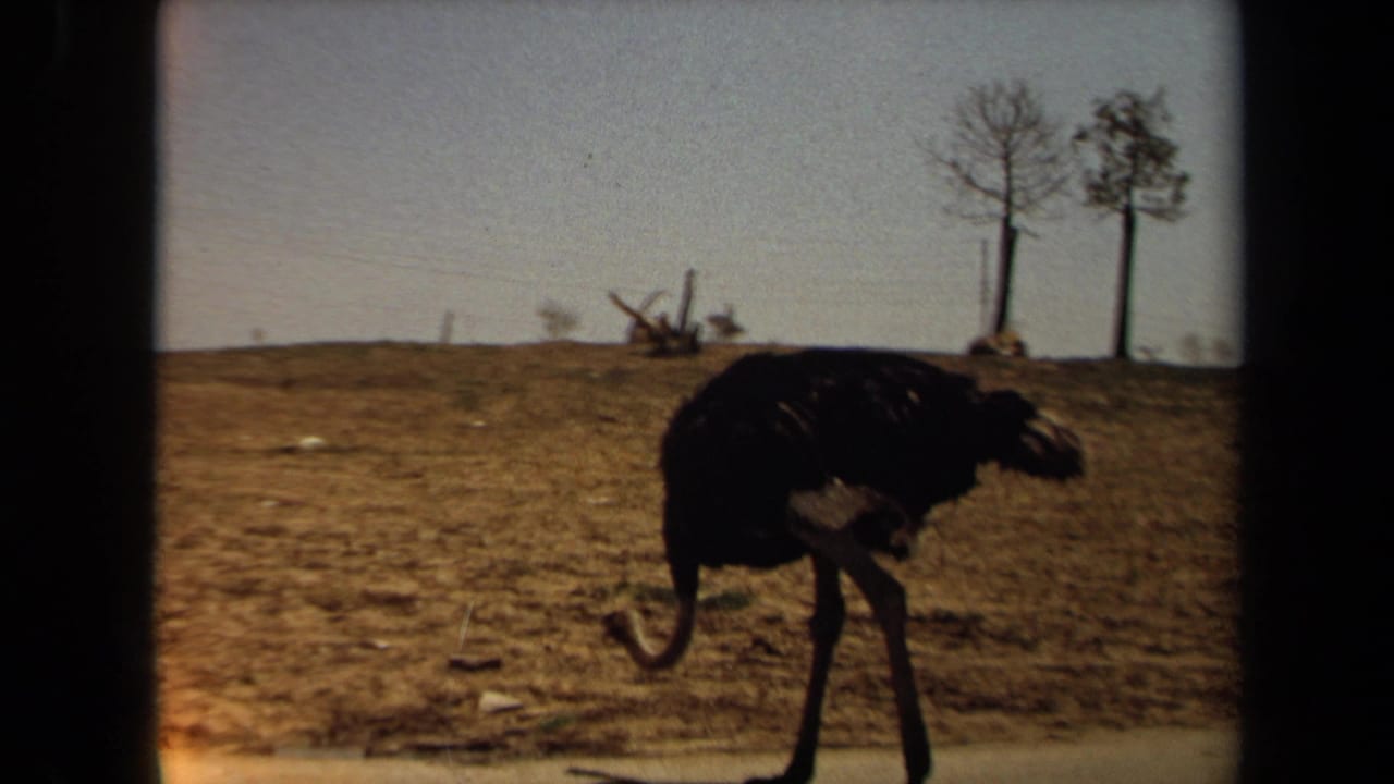 Emu walking across a dry field with bare trees and utility poles in the background.