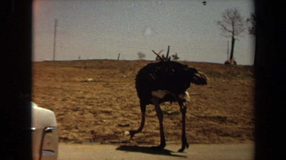 1971 Laguna Hills home-movie frame of an emu beside dry ground, with a partial light-colored car edge entering the foreground.