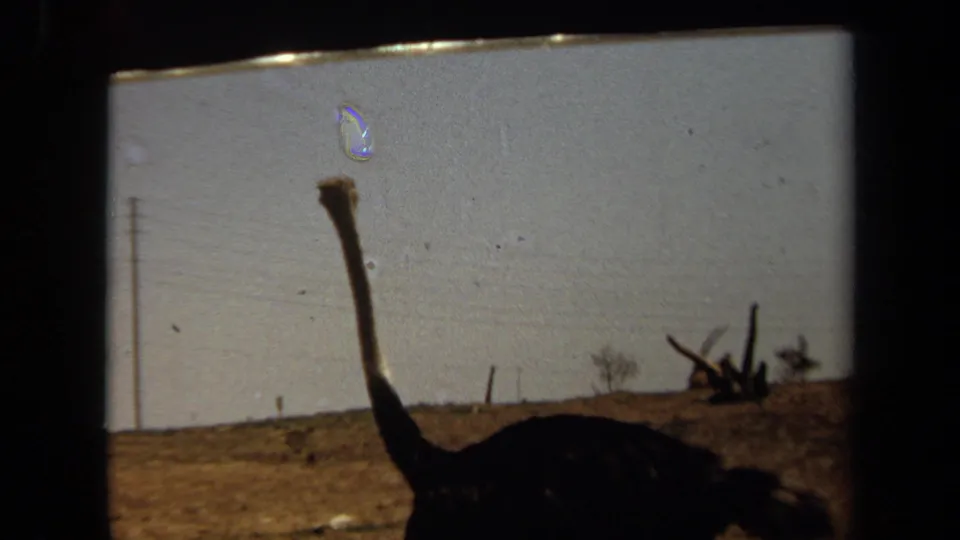 A 1971 8mm frame catches the emu partly cropped at the bottom, with its long neck rising against pale sky and dry Laguna Hills terrain.