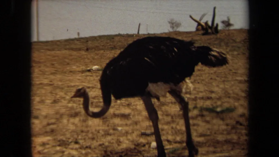 1971 Laguna Hills frame showing a closer view of the emu moving across dry grass, backed by sparse trees and a pale sky.