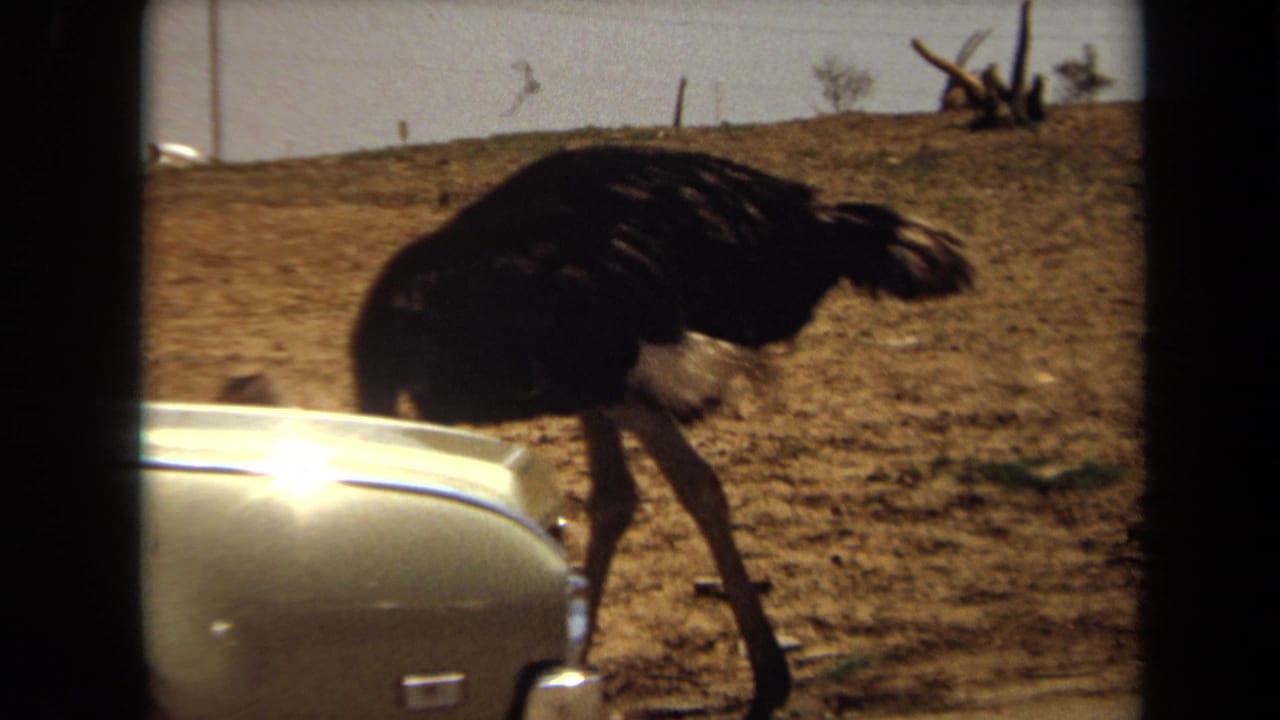 Ostrich standing beside a partial car hood in a dry outdoor landscape.