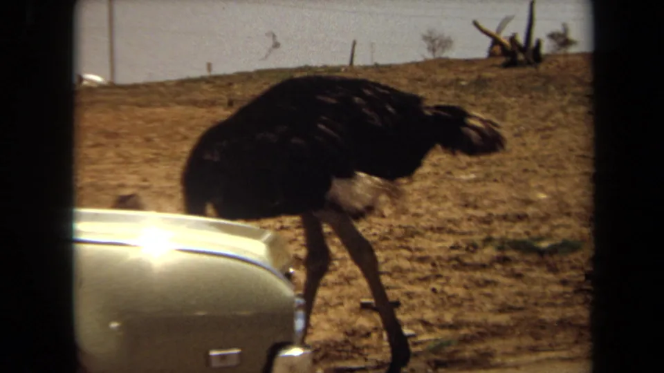 1971 Laguna Hills 8mm frame showing an ostrich near a car hood on dusty ground under open sky.