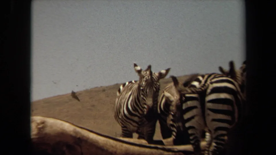 1971 Laguna Hills 8mm frame of zebras grouped in a dry enclosure-like landscape with hills in the background.