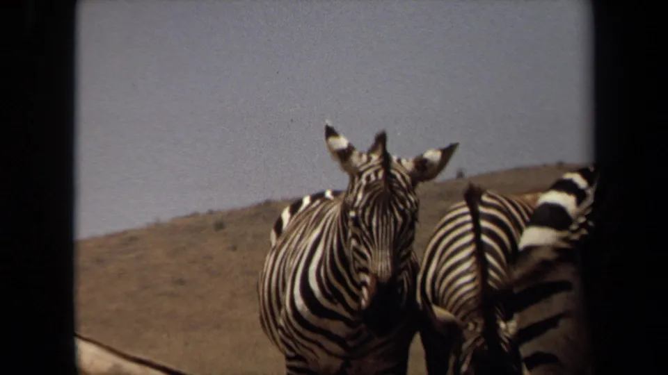 1971 Laguna Hills 8mm frame with a zebra looking toward the camera beside another zebra in a dry animal area.