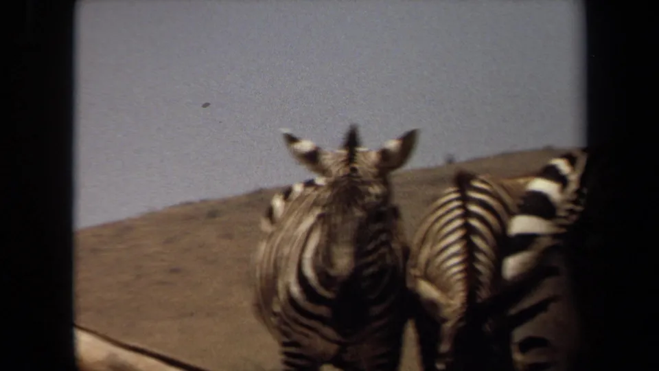 1971 Laguna Hills 8mm frame showing zebras close to the camera, one front-facing and another partly cropped at the side.