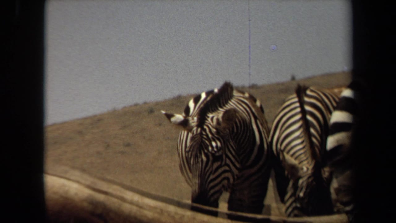 Two zebras stand in a dry outdoor enclosure in 1971 Laguna Hills home-movie footage, with dark film edges visible.