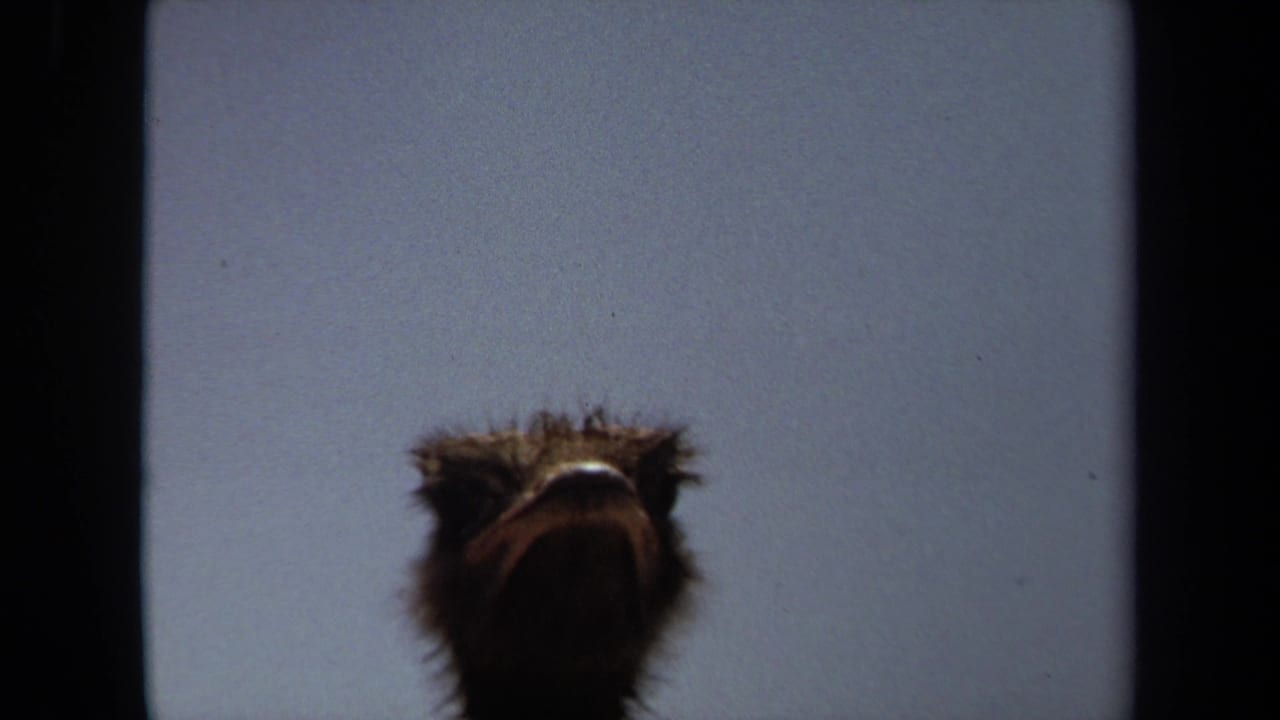 Close low-angle view of an ostrich head against pale sky.