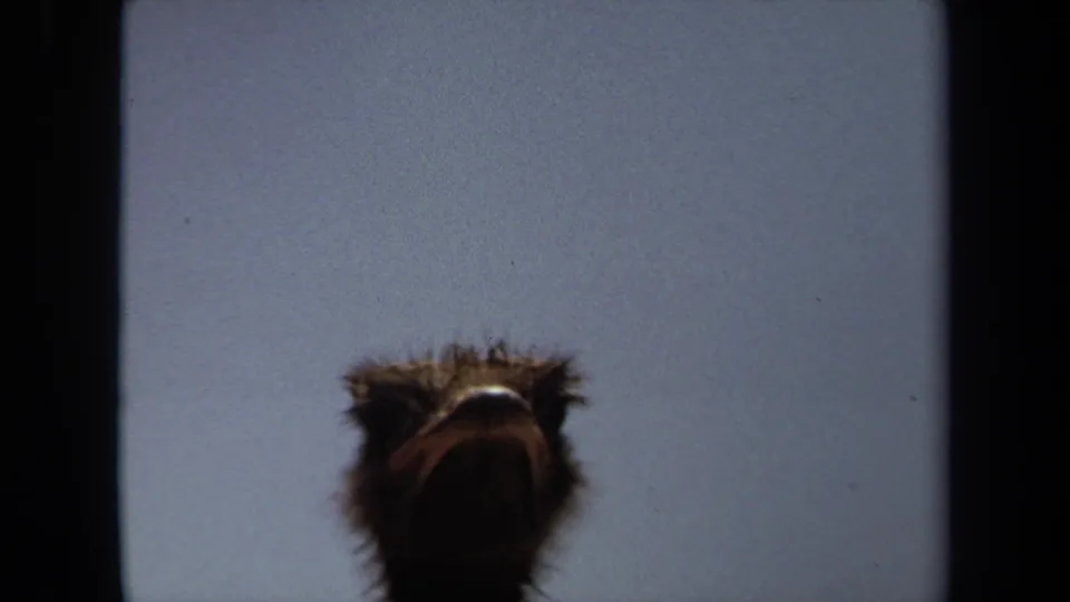 A low-angle 1971 Laguna Hills frame shows an ostrich head and upper neck silhouetted against a pale blue sky.