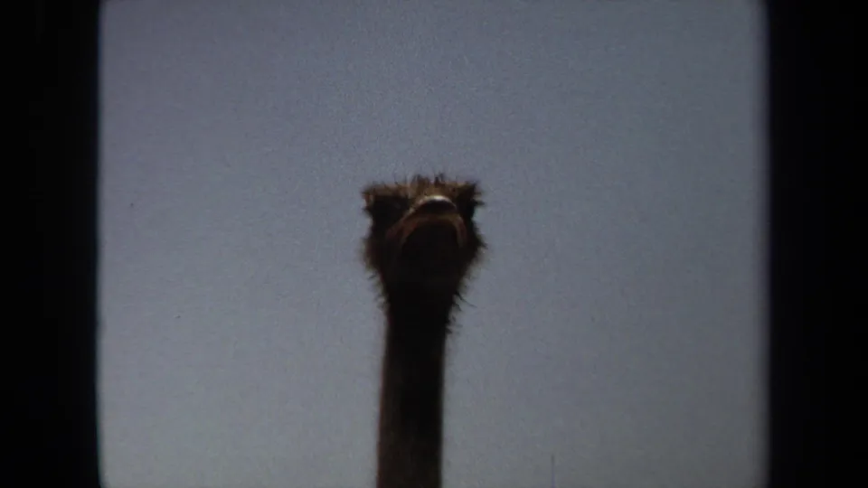 The ostrich raises its long neck into a low-angle 8mm frame, with its head centered against the sky in Laguna Hills footage.