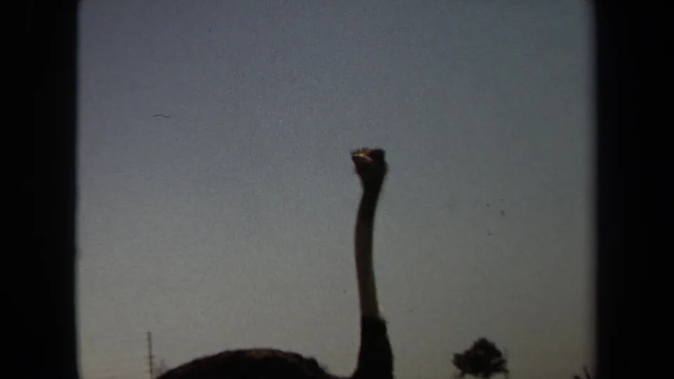 An ostrich appears in partial silhouette with its neck extended upward against a pale sky in the 1971 Laguna Hills home movie.