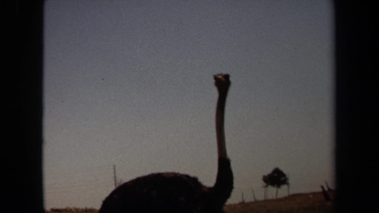 1971 Laguna Hills 8mm frame showing a lone ostrich silhouetted against a pale sky in an open dry field.