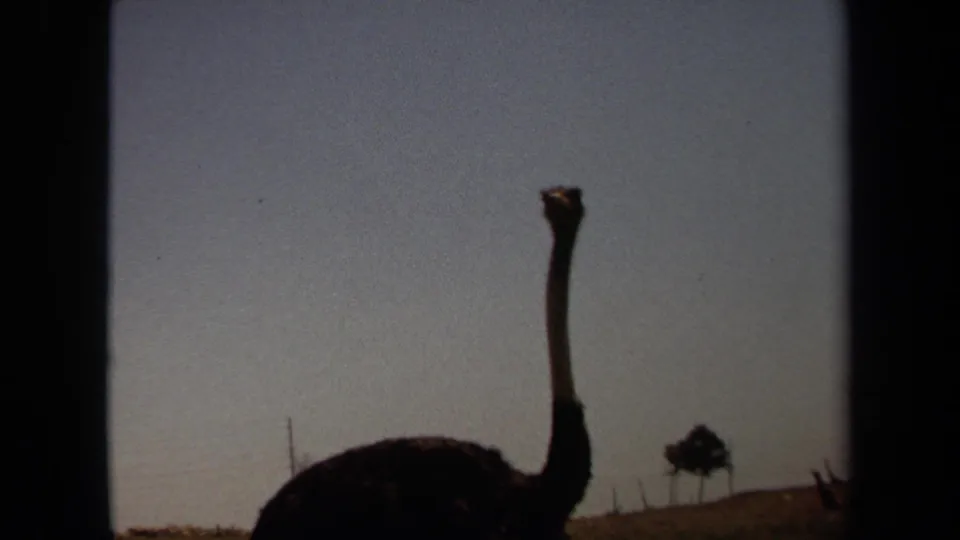 1971 Laguna Hills 8mm frame showing a lone ostrich silhouetted against a pale sky in an open dry field.