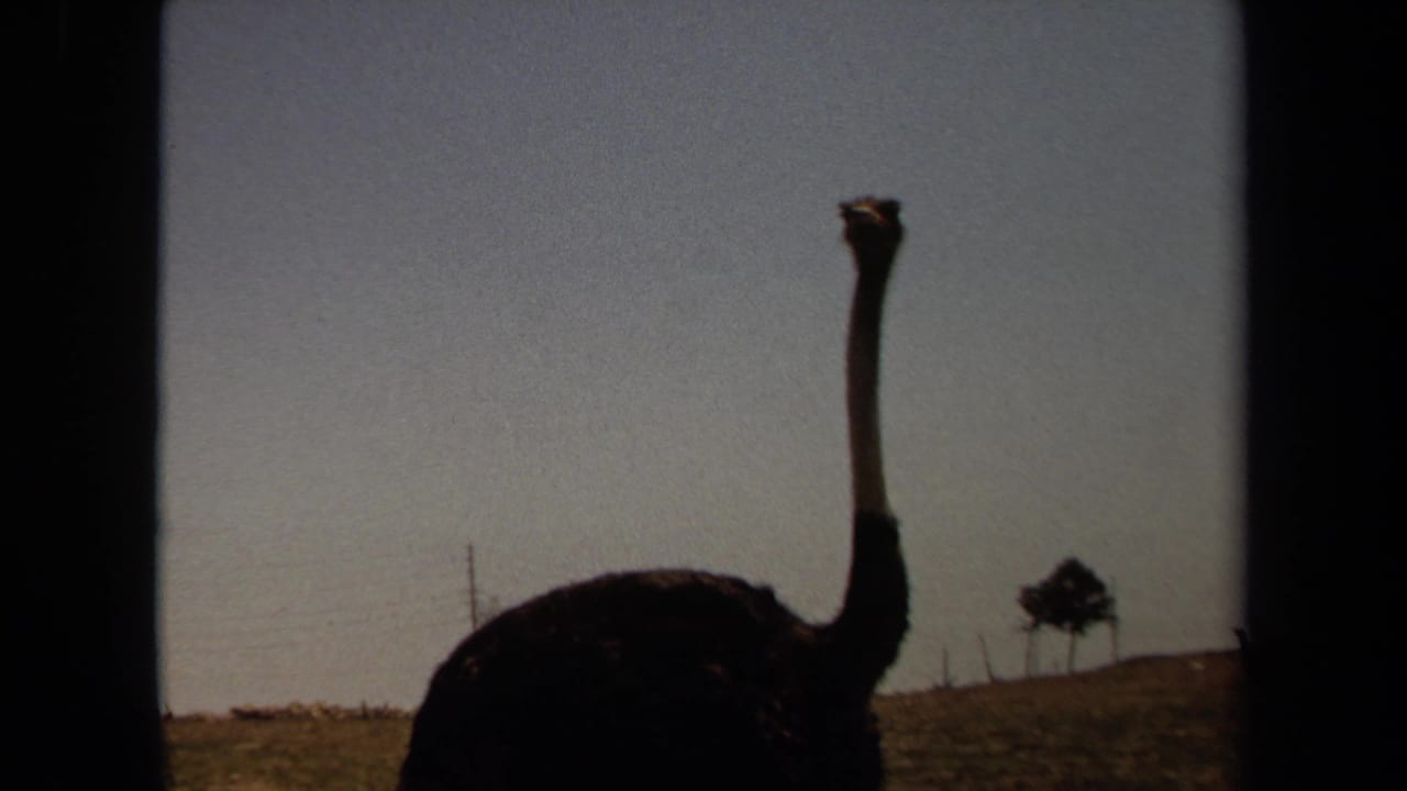 A lone ostrich is seen in profile with a small tree in the distance.