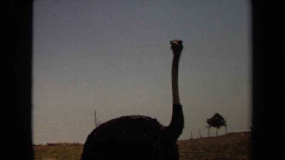 1971 Laguna Hills home-movie frame with an ostrich partly silhouetted near the horizon and a small tree beyond it.