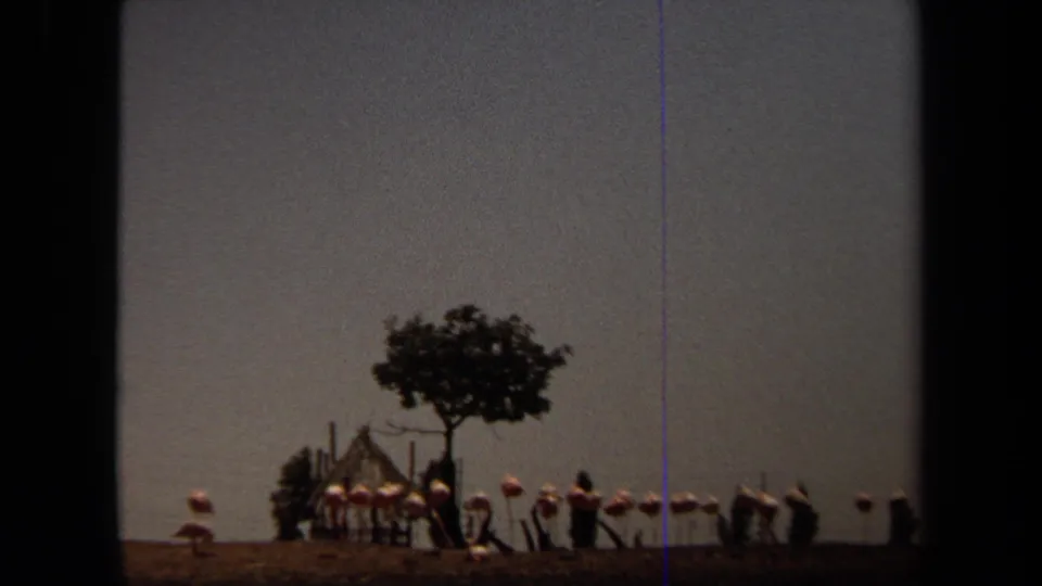 1971 Laguna Hills 8mm frame showing flamingos clustered near a simple shelter, tree, and fence line.