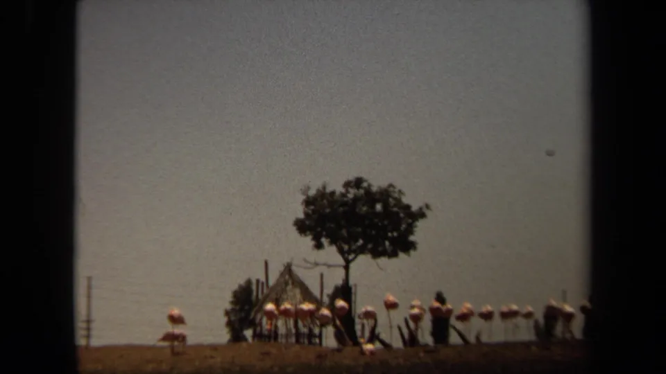 1971 Laguna Hills home-movie frame with pink flamingos grouped beside a tree and simple shelter in a dry outdoor setting.