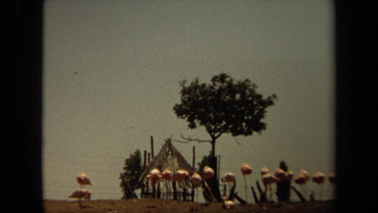 1971 Laguna Hills home-movie frame showing flamingos near a small wooden hut, simple fencing, and a tree in a dry outdoor setting.