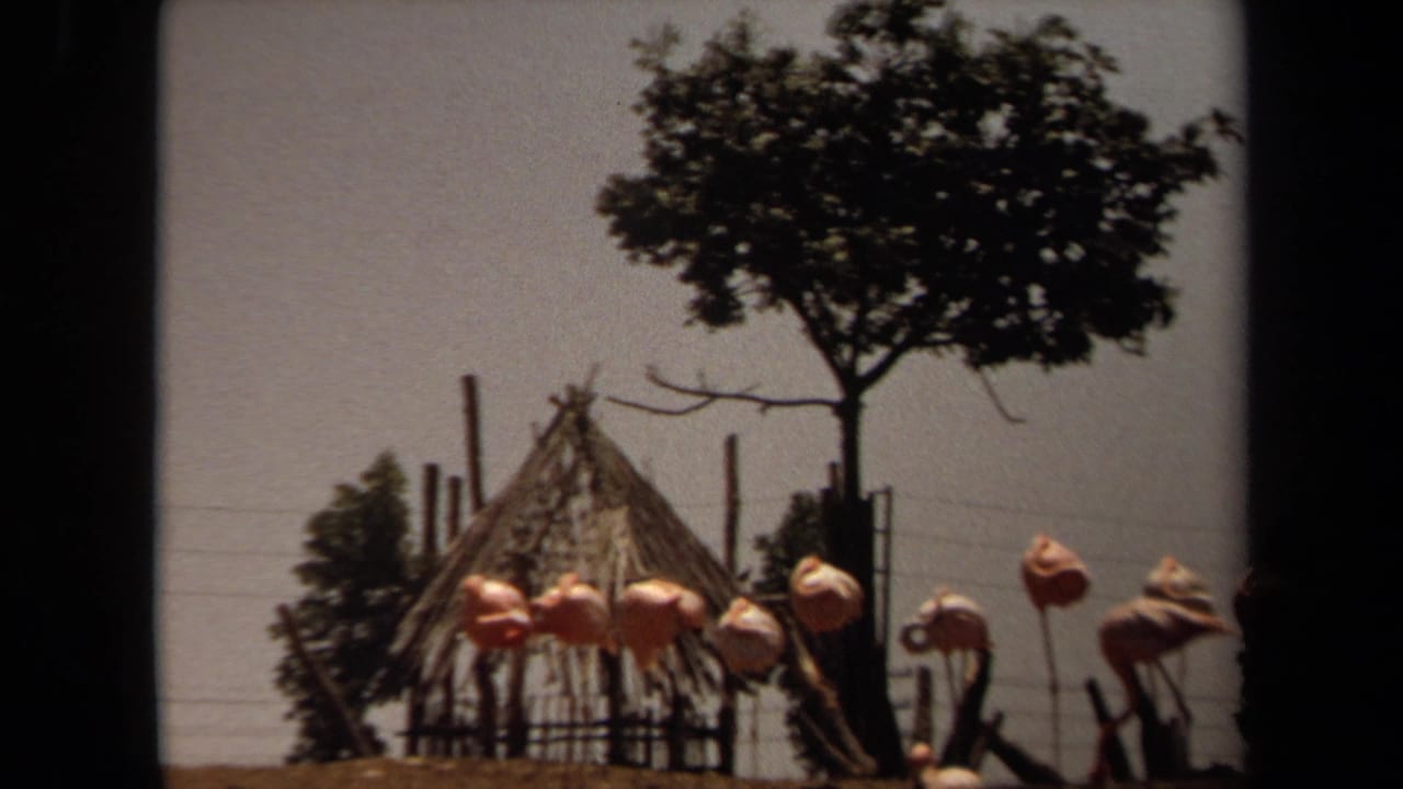Closer view of flamingos beside a wooden hut and tall tree.