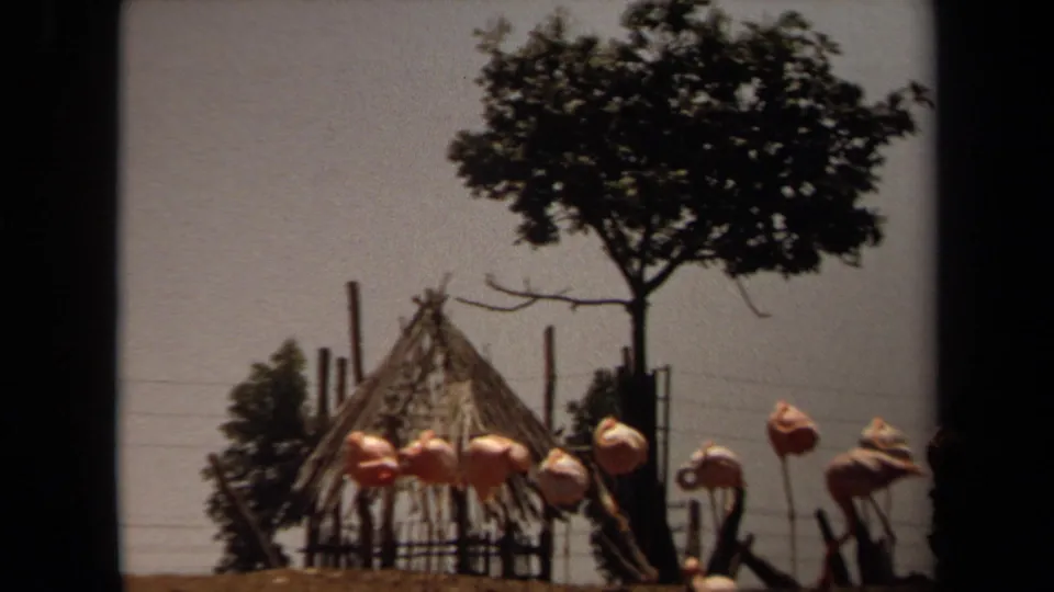 1971 Laguna Hills frame with flamingos grouped in front of a rustic hut, fence posts, and a large tree against a pale sky.