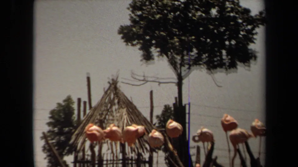 1971 Laguna Hills 8mm frame showing a group of flamingos at the base of a rustic hut with a large tree overhead.
