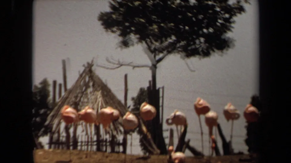 1971 Laguna Hills home-movie frame showing flamingos standing and bending near a rustic hut, simple fencing, and a broad tree.