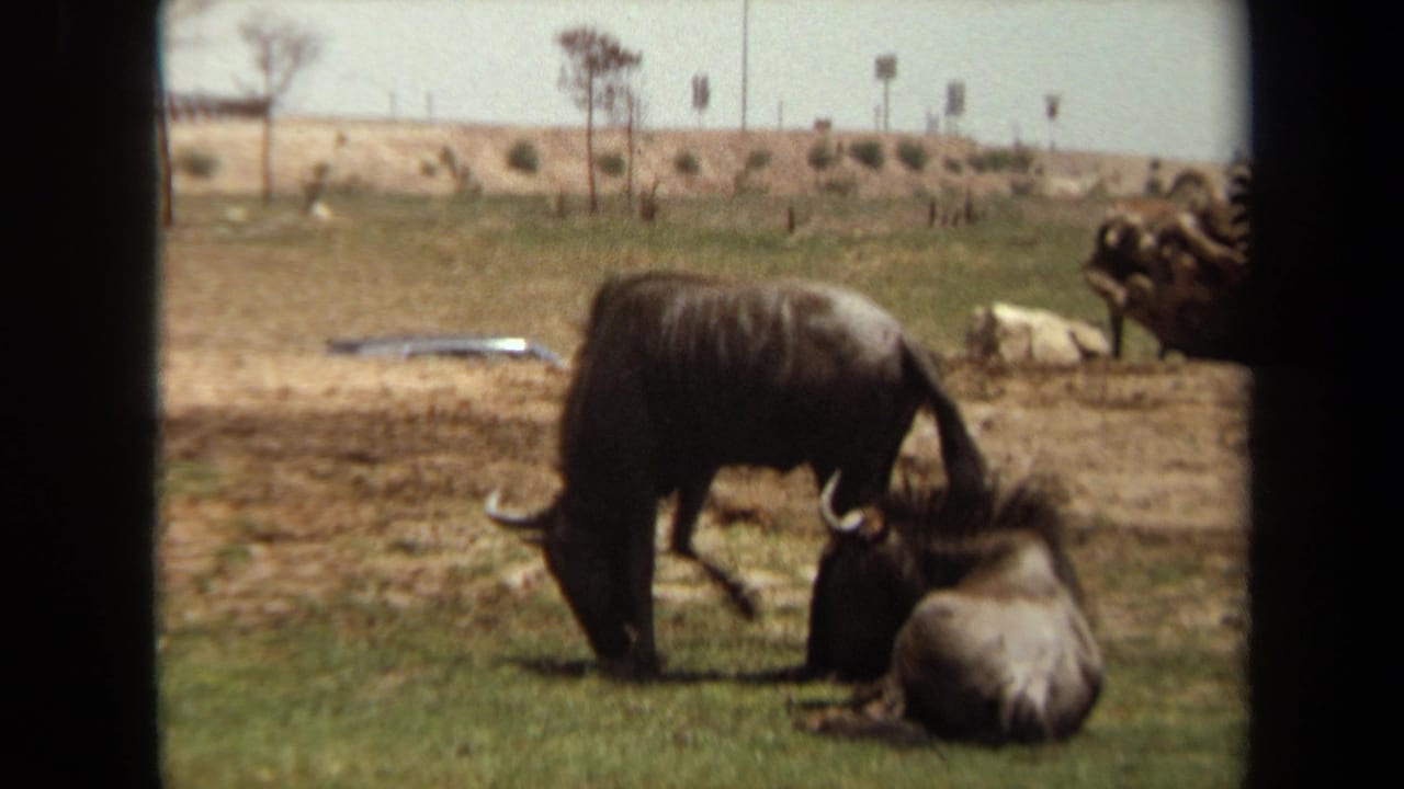 1971 Laguna Hills home-movie frame showing wildebeests resting and grazing in a zoo or wildlife-park enclosure.