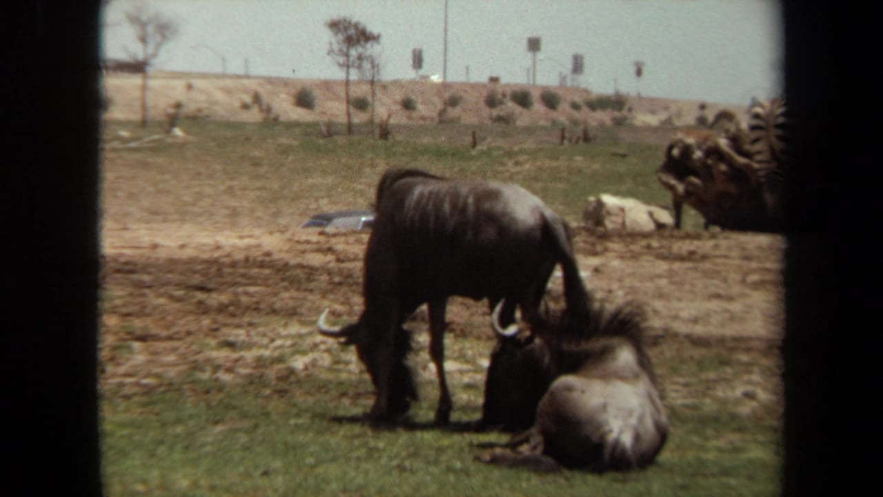 Grazing wildebeest beside resting wildebeests in an open enclosure.