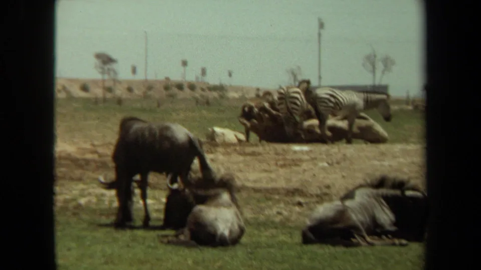 1971 Laguna Hills frame with wildebeests in the foreground and zebras gathered near a low rocky structure behind them.