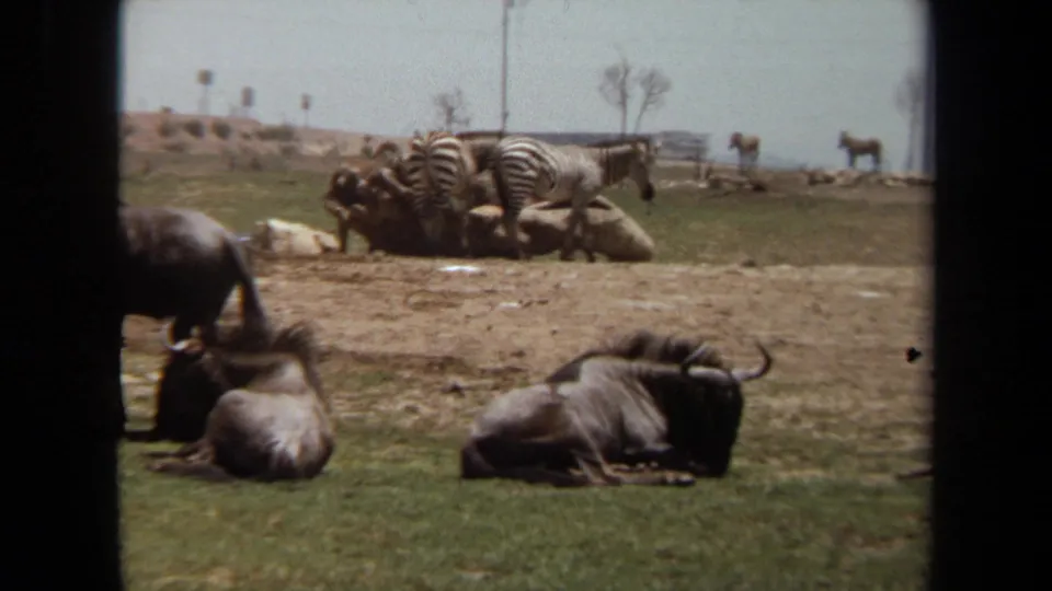 Wildebeests lie in the foreground while zebras and other hoofed animals stand farther back in the 1971 Laguna Hills enclosure.