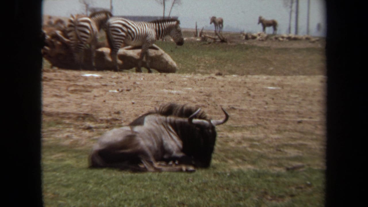 Wildebeest resting on grass with zebras in the background behind it.