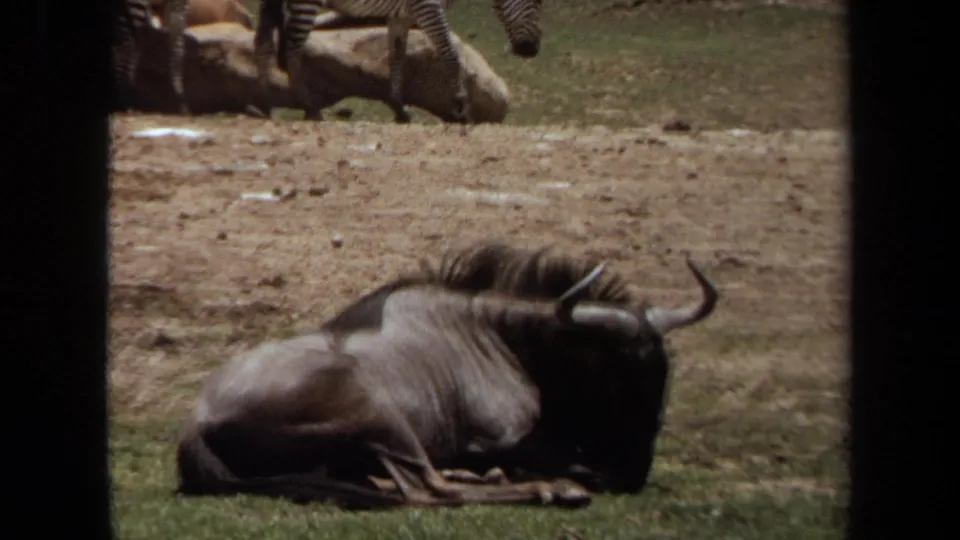 A closer 1971 Laguna Hills view of a wildebeest resting near a dirt-and-grass enclosure, with zebras partly visible in the background.
