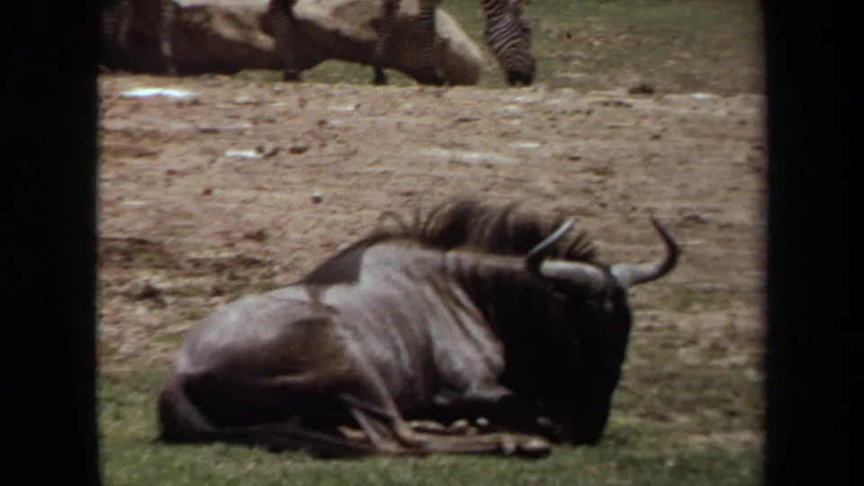 1971 8mm footage shows the resting wildebeest from a lower, tighter frame, with zebra legs and bare enclosure ground behind it.